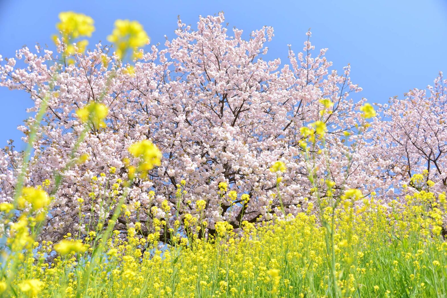 【医師監修】花粉症の時期に肌が荒れるのはなぜ？原因や予防法を解説