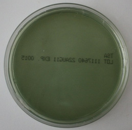 図4. 超音波ネブライザーの吸入液（注射用蒸留水）の緑膿菌汚染例02