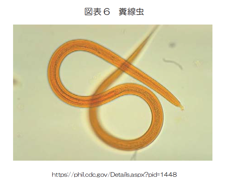 図表6　糞線虫