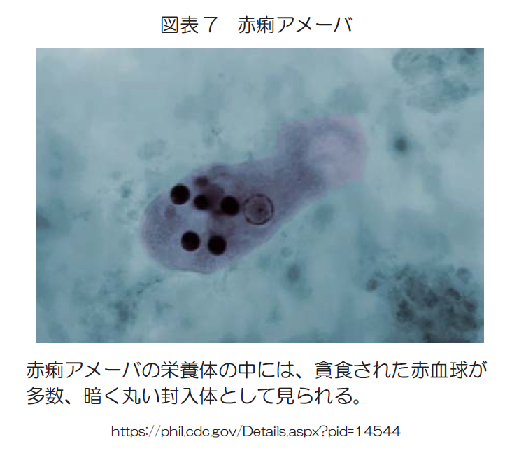 図表7　赤痢アメーバ