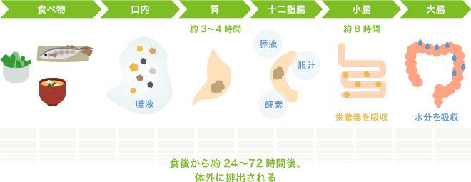 食後から約24〜72時間後、体外に排出される画像