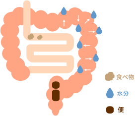 腸の仕組みと働き