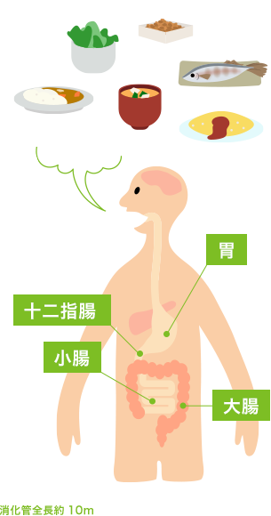 食べ物が便に変わるまでの画像