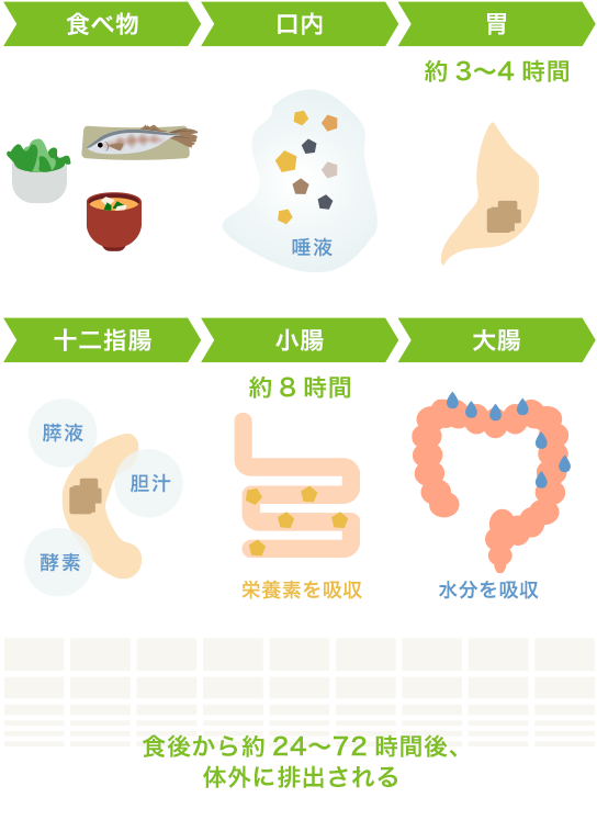 食後から約24〜72時間後、体外に排出される画像