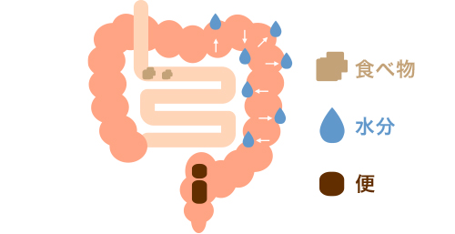 腸の仕組みと働き