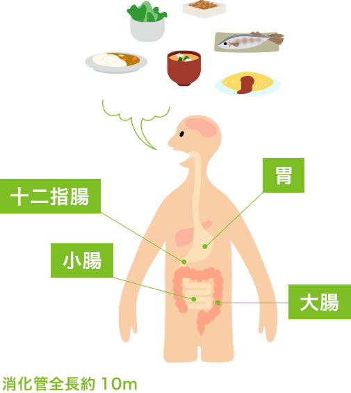 食べ物が便に変わるまでの画像