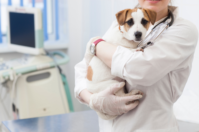 犬もインフルエンザにかかる？　症状や予防対策、人間への感染について