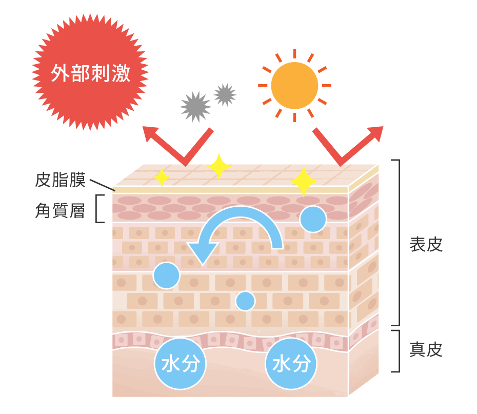 健康な肌のバリア機能