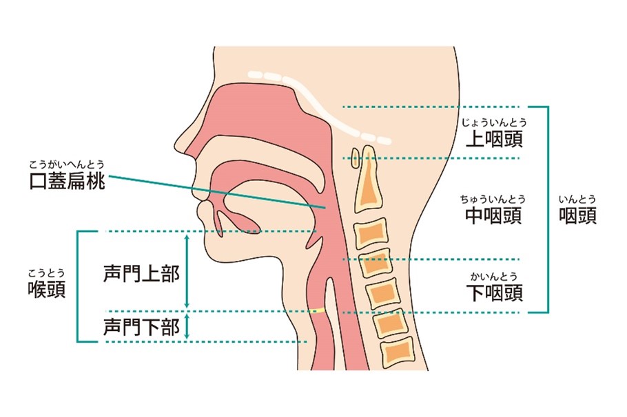 【医師監修】のどがかゆい原因は?対処法と日常でできる予防方法を紹介