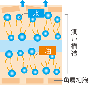 乾燥している肌の図