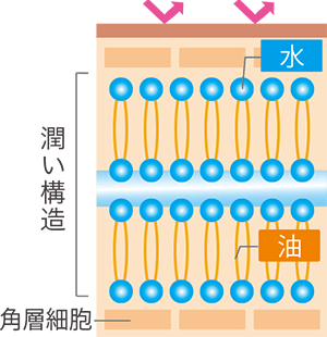 潤っている肌の図